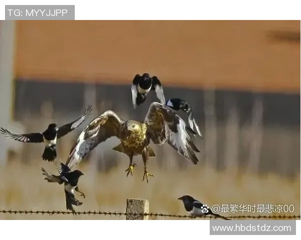 《飞翔于天空之巅的老鹰：自然界中的猎手与王者》